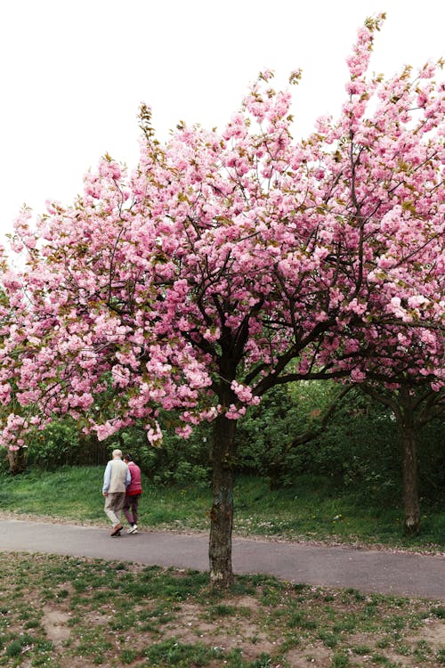 Δωρεάν στοκ φωτογραφιών με sakura, sakura δέντρο, sakura λουλούδι