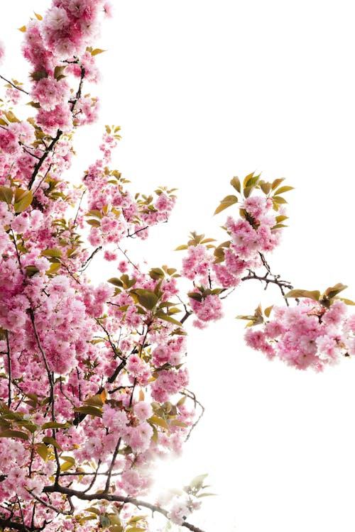 A pink cherry blossom tree is shown against a white background