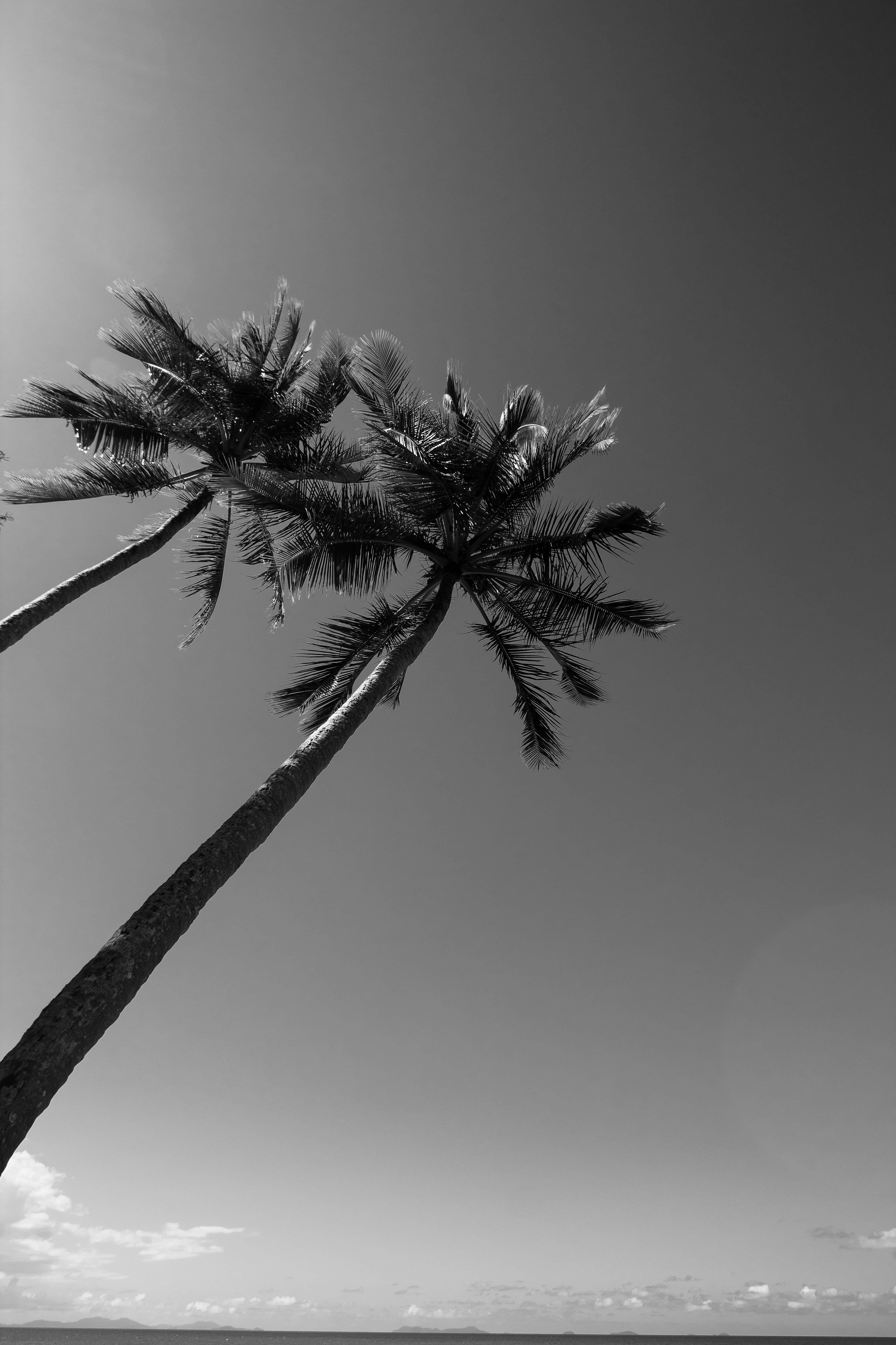 Two tall palm trees in black and white stand against a clear sky in Australia, evoking a tropical vibe.