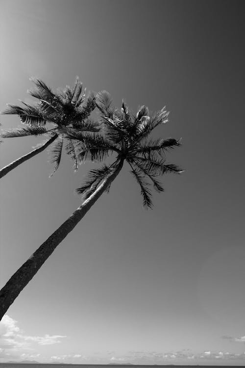 Fotos de stock gratuitas de blanco y negro, cielo limpio, escala de grises