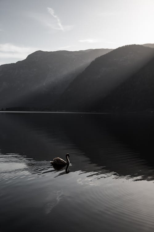 A swan is swimming in the water near mountains