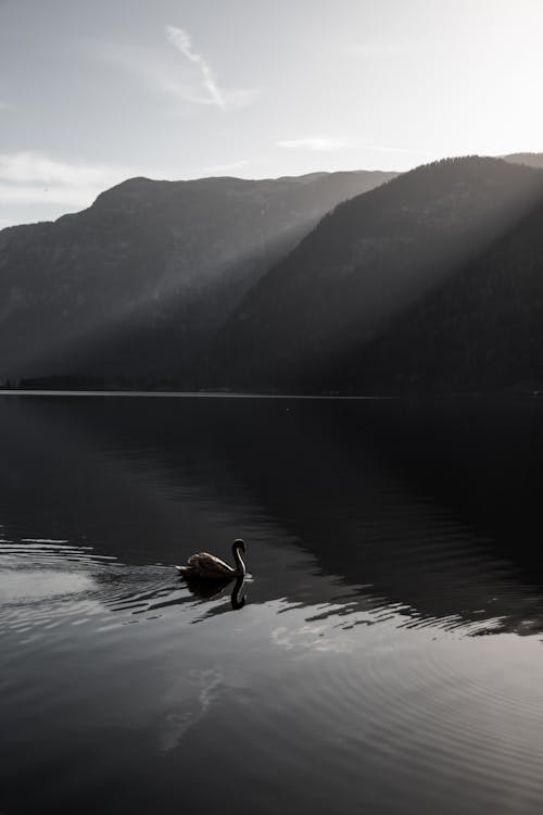 Free A swan is swimming in the water near mountains Stock Photo