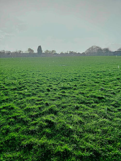 raining in a field 