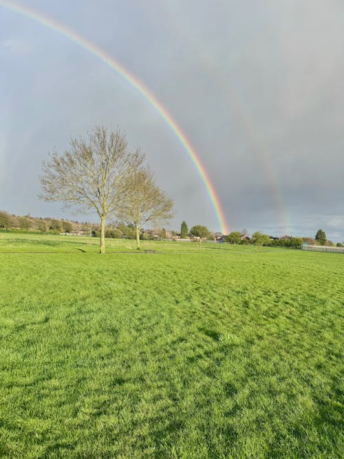 double rainbow and a tree