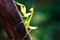 一只绿色螳螂在户外树枝上的详细特写