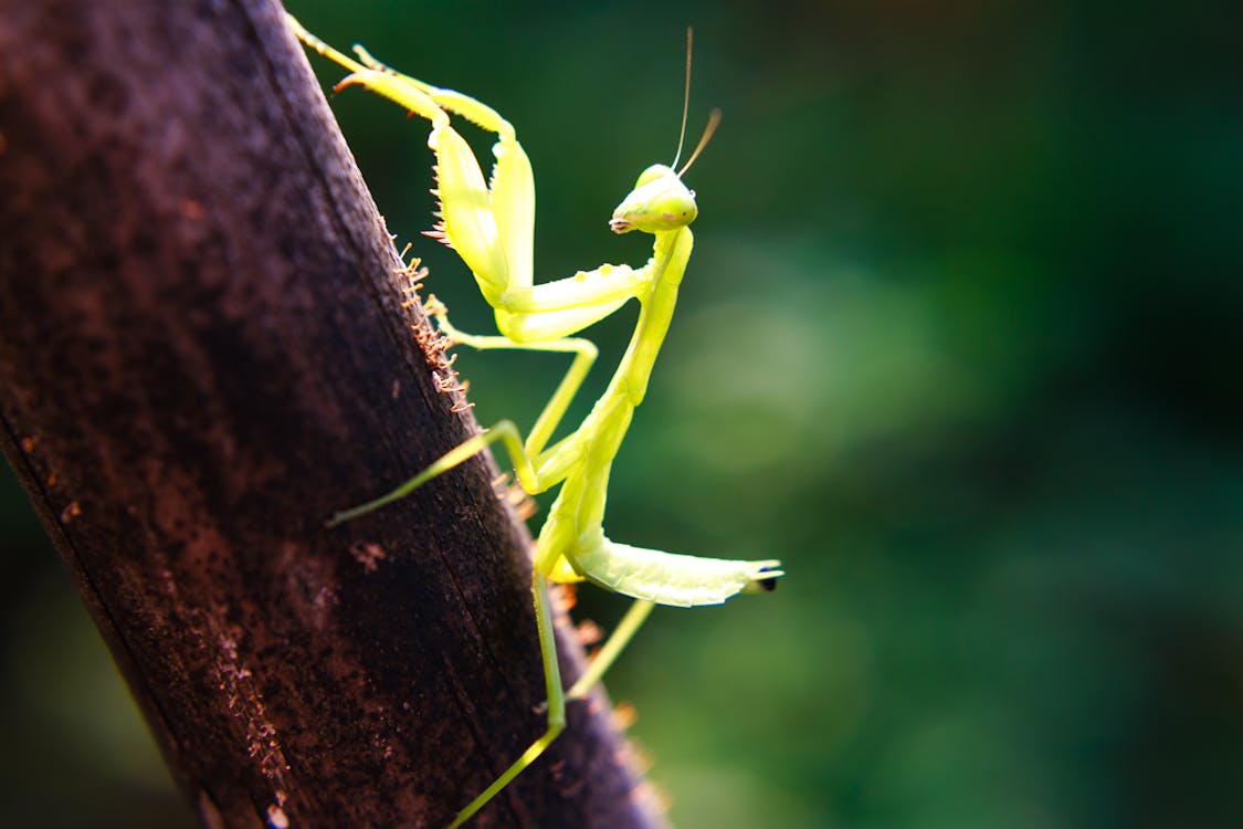 Friendly Praying Mantis 