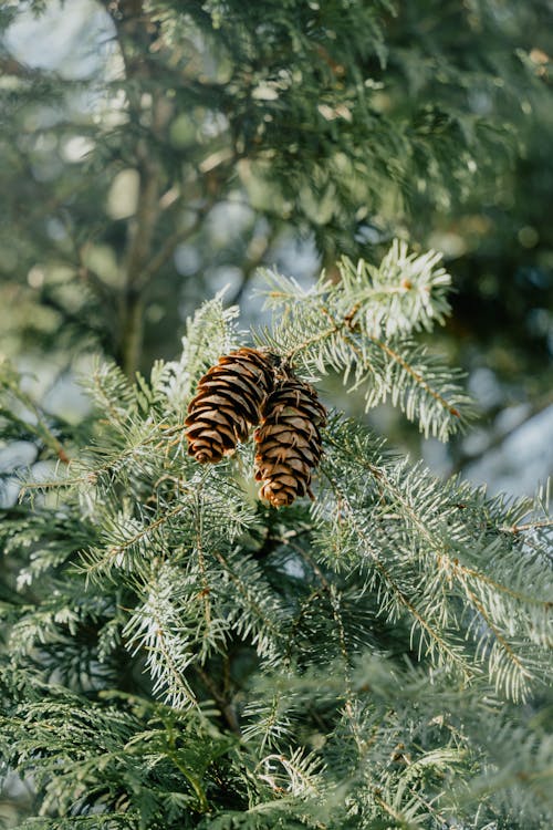 Two pine cones are on a tree branch