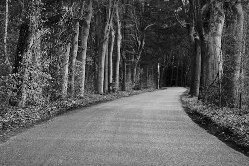 A black and white photo of a road in the woods