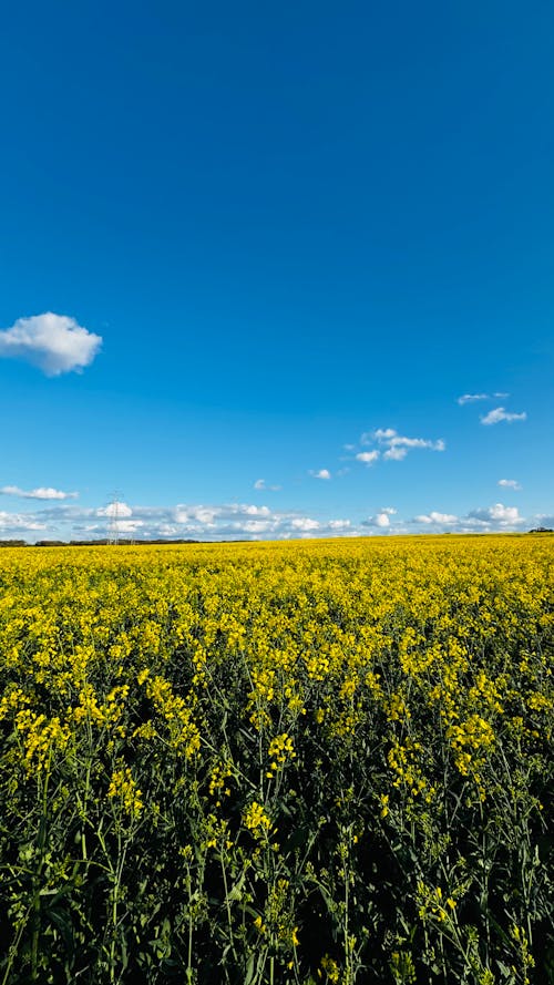 Fotos de stock gratuitas de Fondo de pantalla 4k, fondo de pantalla 8k, fondo de pantalla de android