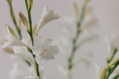 Beyaz çiçekler, bitki, buket içeren Ücretsiz stok fotoğraf