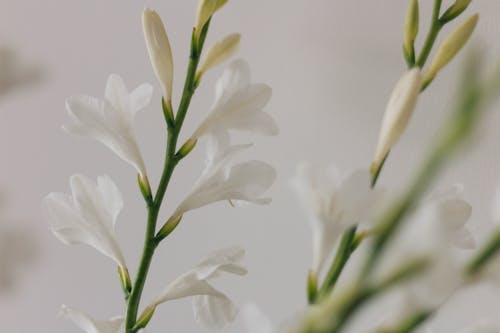 white flowers on a white background