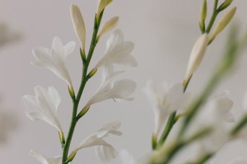 Free white flowers on a white background Stock Photo