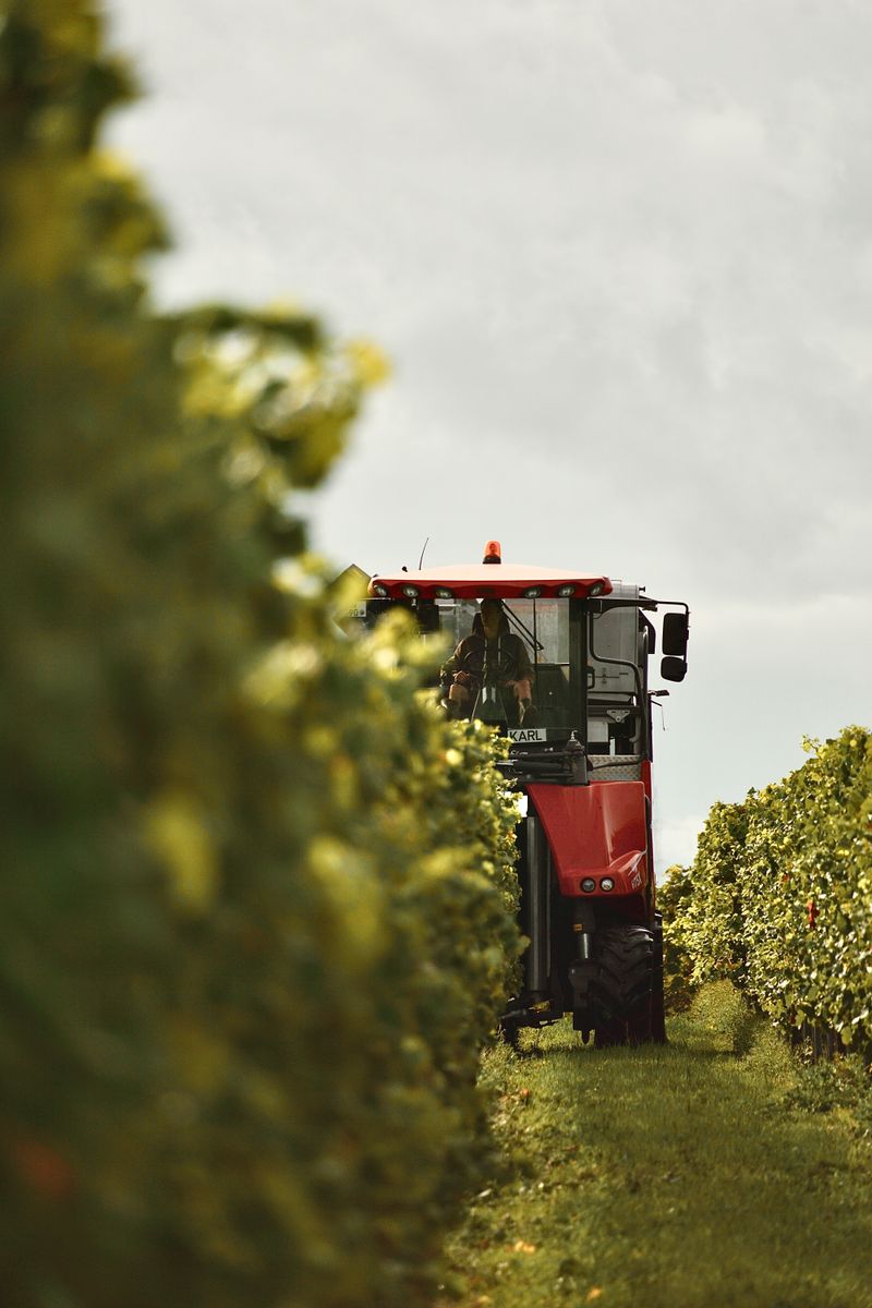 A red tractor harvesting grapes in a sunny vineyard