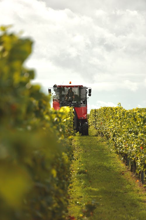 A tractor is driving through a vineyard