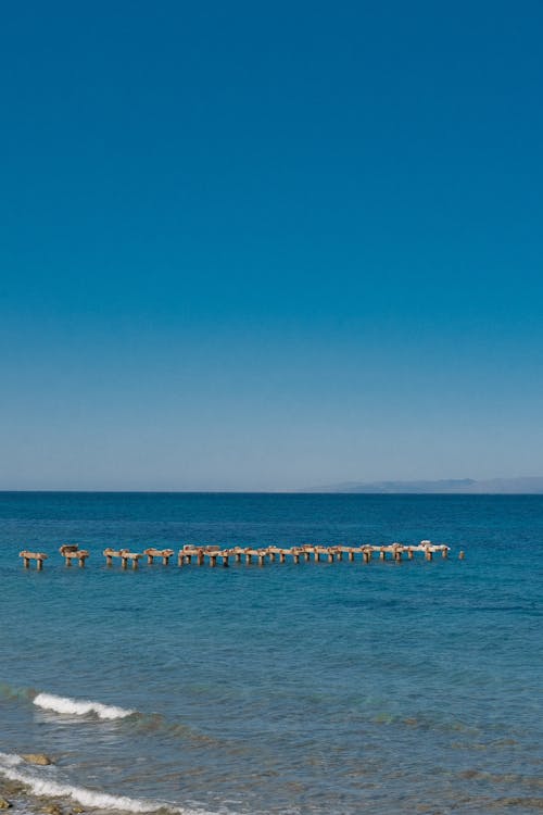 Free A herd of deer are standing on a pier in the ocean Stock Photo