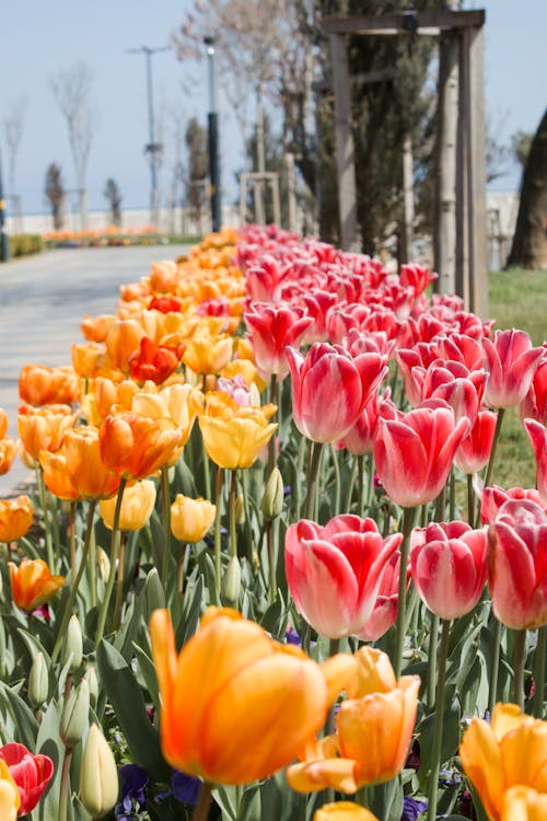 Foto stok gratis adobe, bunga, bunga tulip