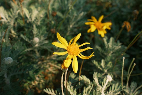 Darmowe zdjęcie z galerii z flora, jasny, kwiaty polne