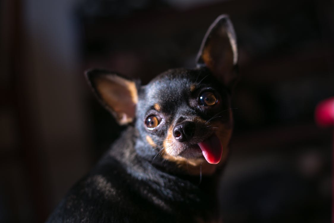 Adult Black Chihuahua Dog in Closeup Photography