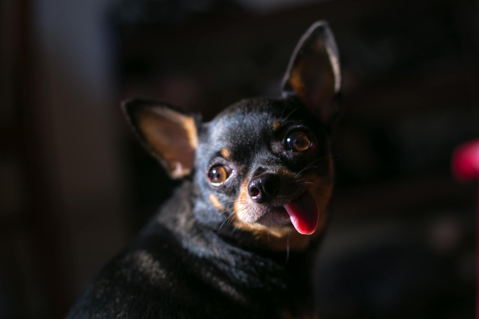 Volwassen zwarte chihuahua in close-upfotografie