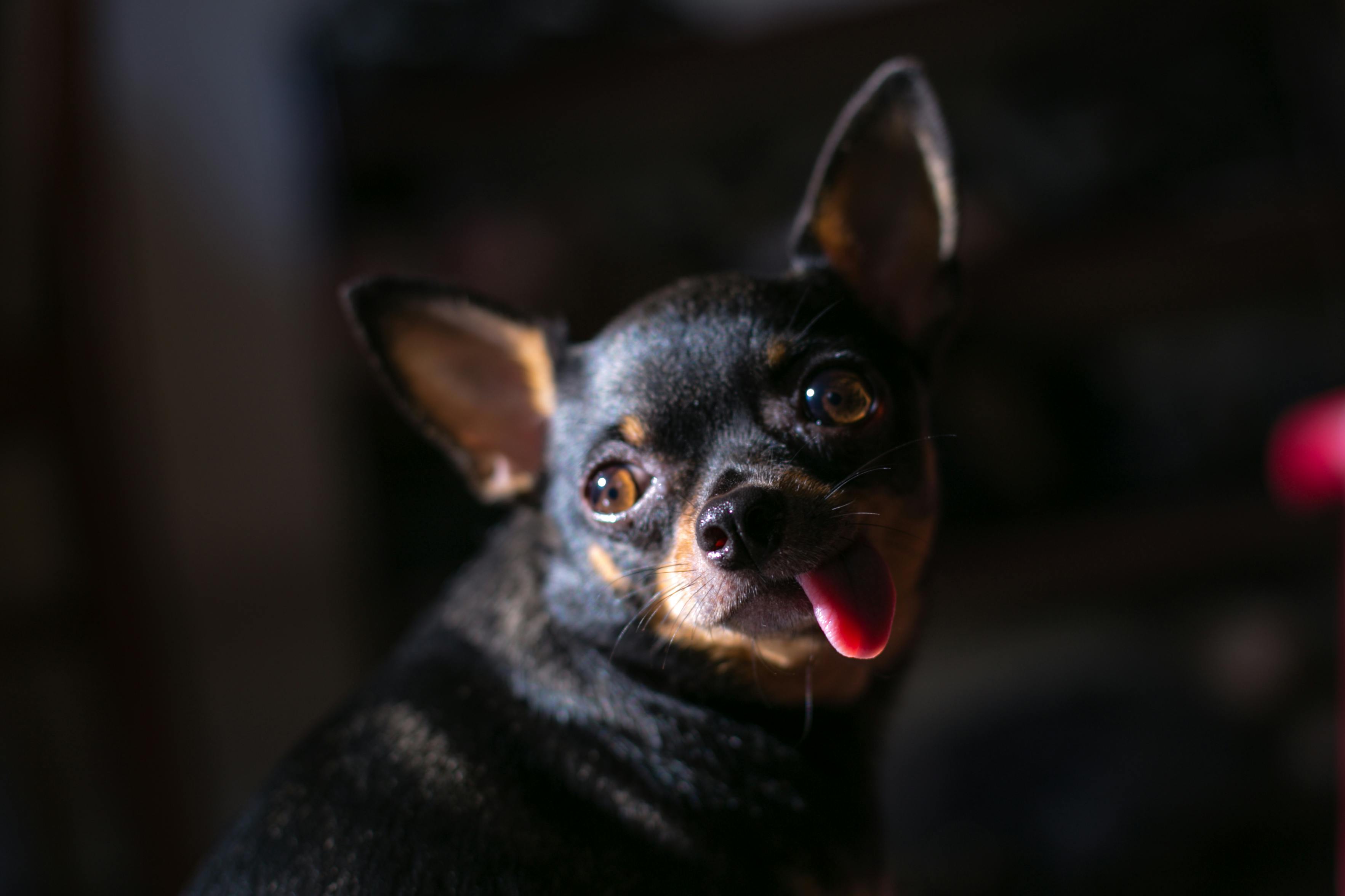 Adult Black Chihuahua Dog In Closeup Photography · Free Stock Photo
