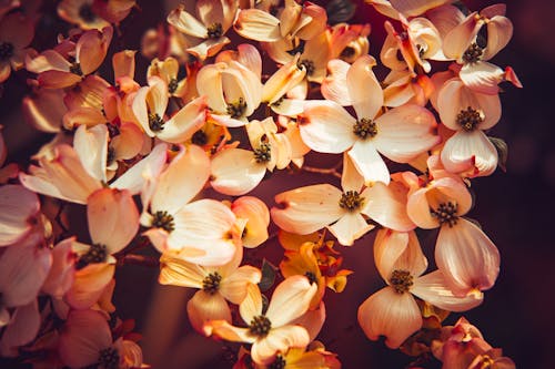 Fotos de stock gratuitas de árbol floreciente, hermosa flor, naturaleza