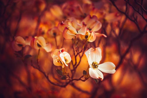 Fotos de stock gratuitas de flor de primavera, hermosa flor, naturaleza