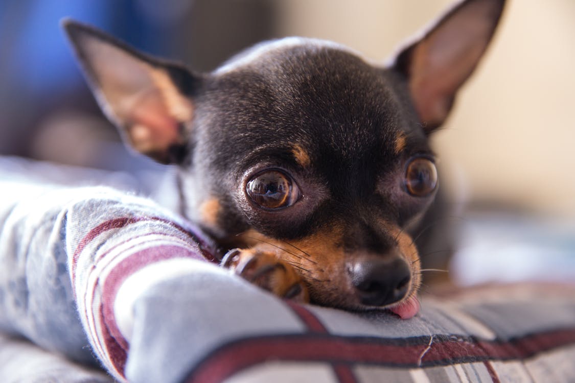 Foto d'estoc gratuïta de adorable, animal, bufó