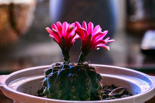 Photographie De Mise Au Point Sélective De Cactus Vert Avec Deux Fleurs Rouges