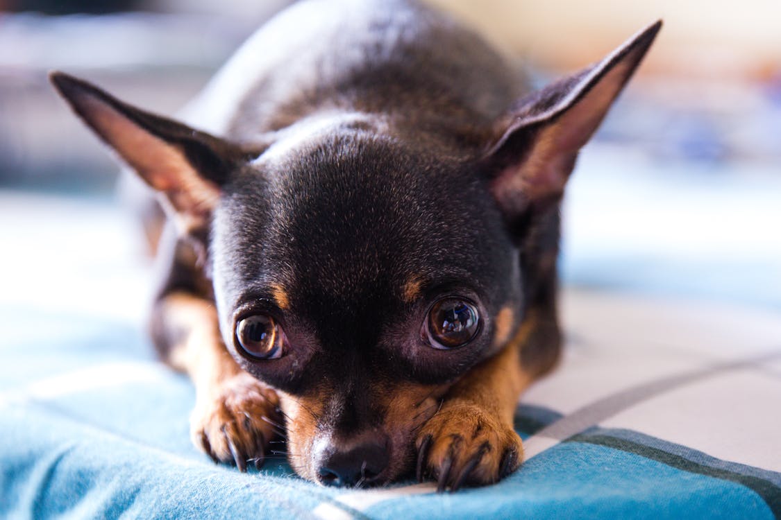 Chihuahua Lisse Noir Et Beige Adulte