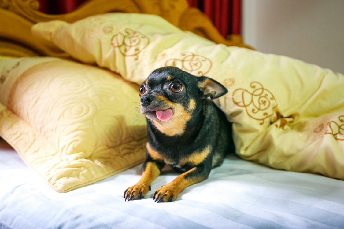 Free Adult Black and Tan Chihuahua on Bed Stock Photo