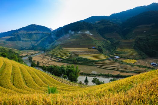 日落时分，越南水稻梯田展现出壮丽景观，色调充满活力，尽显乡村美景