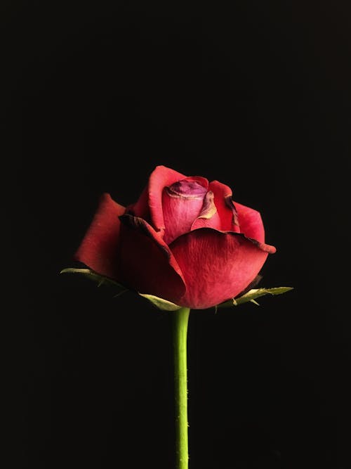 A single red rose is shown against a black background