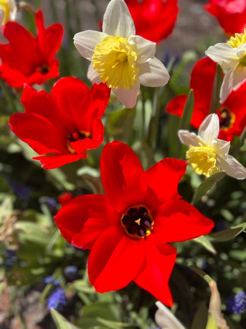 붉은 꽃, 빨간, 튤립의 무료 스톡 사진