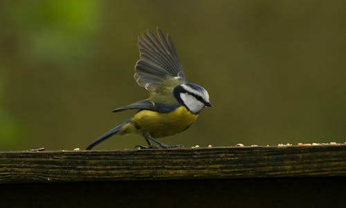 parus major, 之間, 偉大的山雀 的 免費圖庫相片