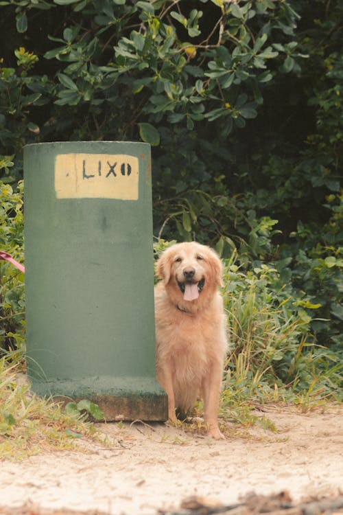 Gratis stockfoto met bomen, buiten, dierenfotografie