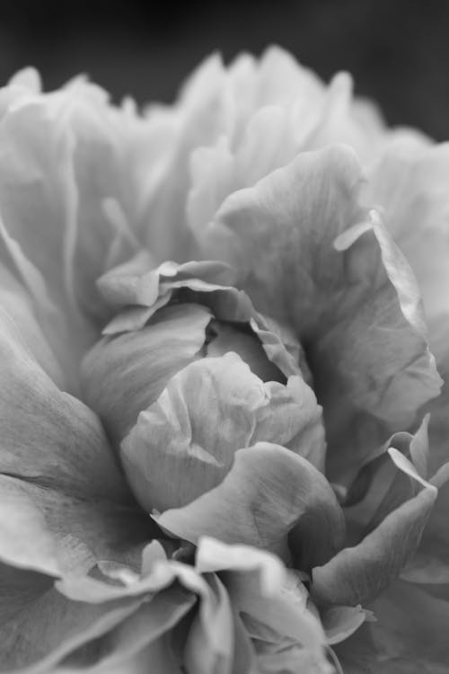Black and white photograph of a peony flower