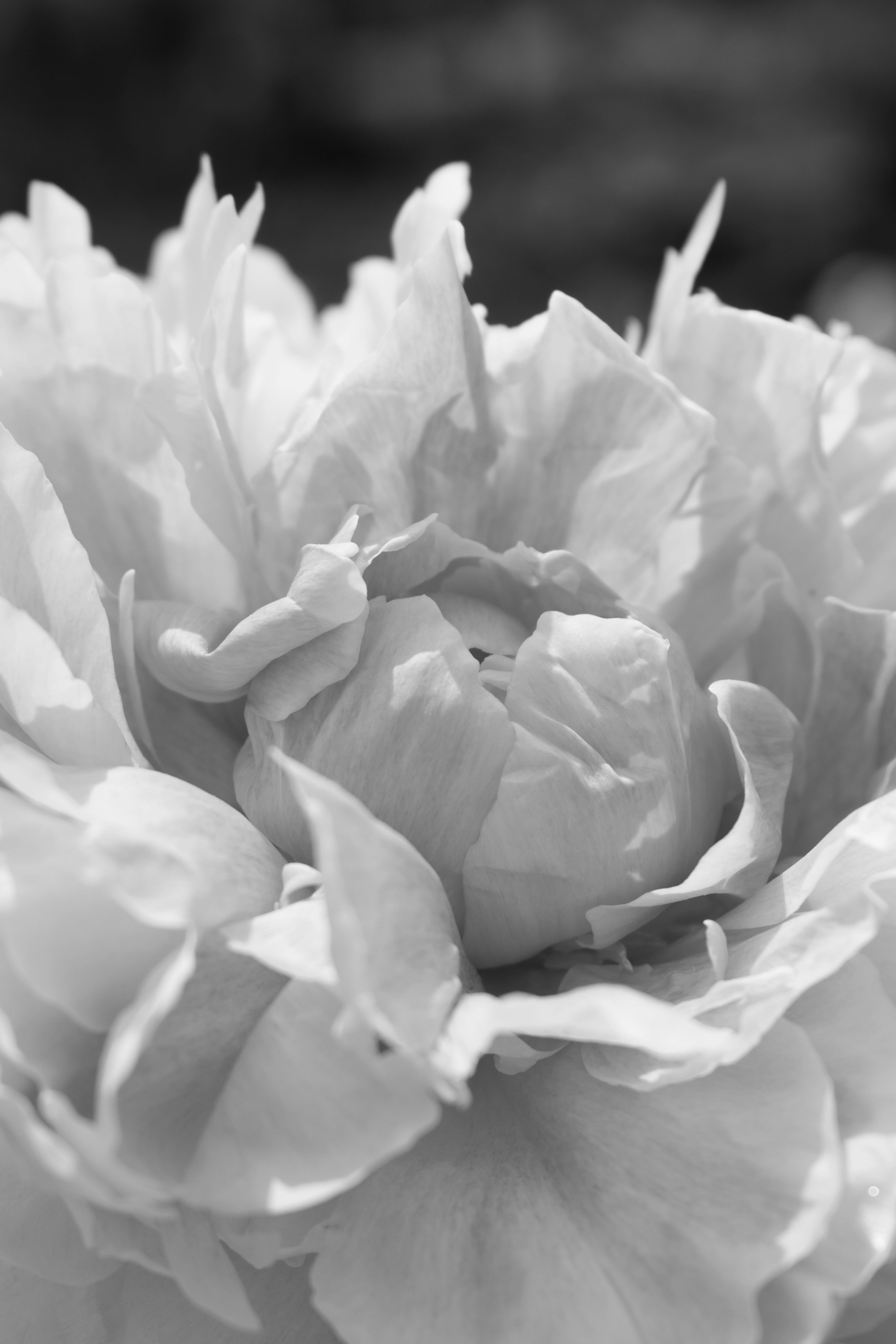 Monochrome close-up of a peony flower showcasing delicate petals.