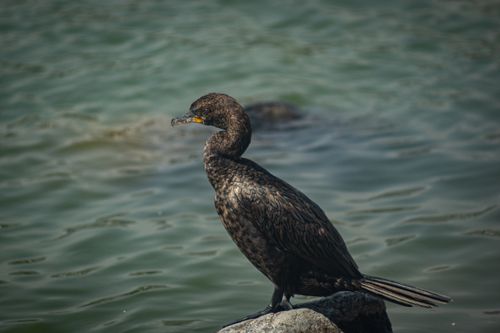 Free aves  Stock Photo