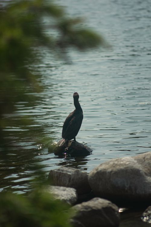 Free ave en Laguna  Stock Photo