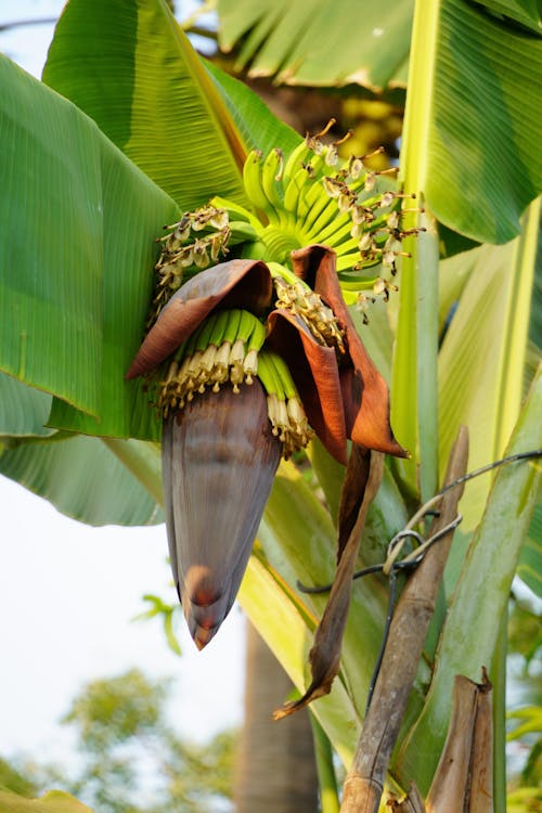 A banana tree with a bunch of bananas on it