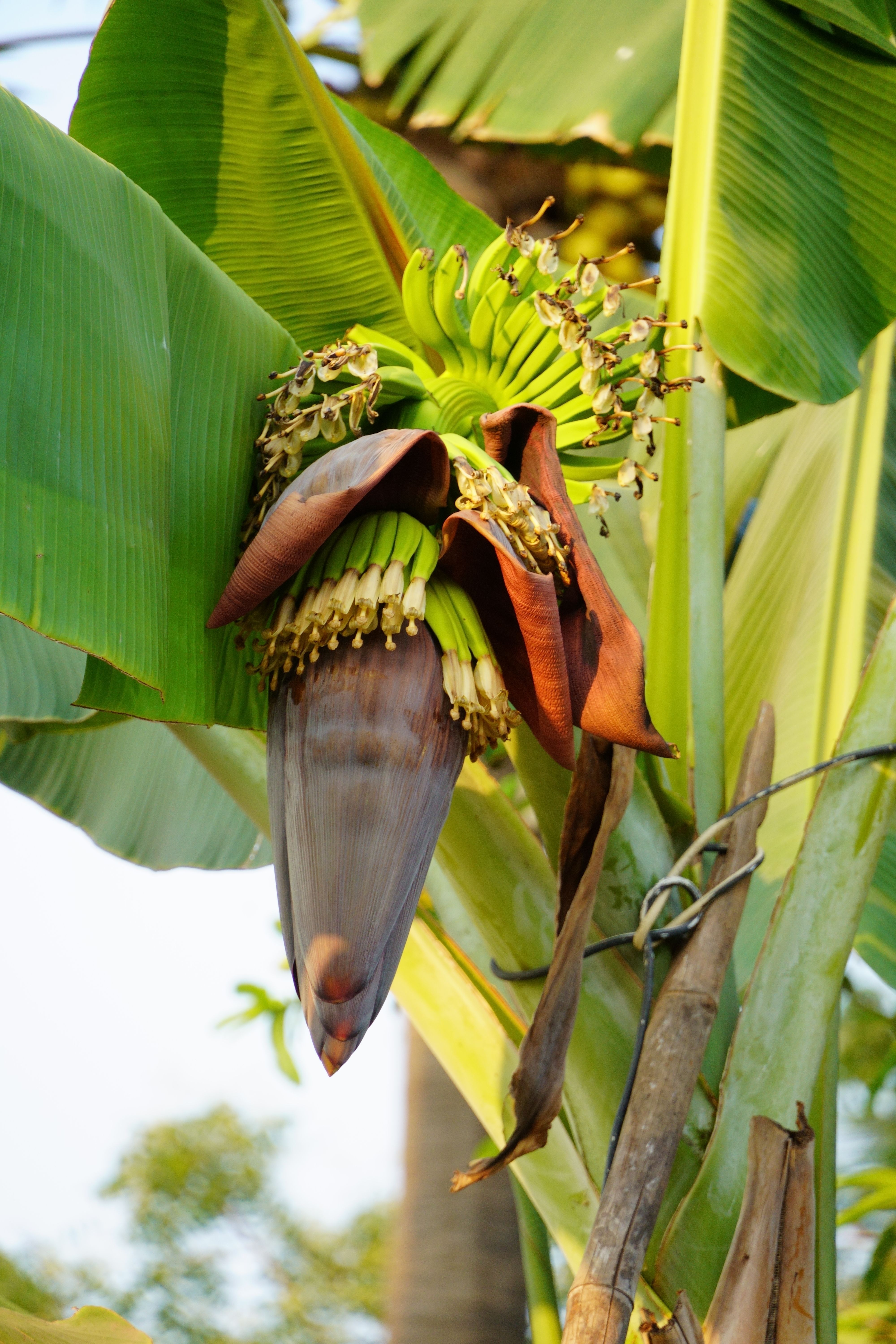Kostenloses Foto zum Thema: @draussen, banane, bananen cluster,  bananenbaum, bananenblte, bananenpflanze, bananenplantage,  bananenwachstum, biodiversitt, biologische landwirtschaft, botanik,  botanisch, dschungel, exotisch, frucht, gartenbau, grn ...