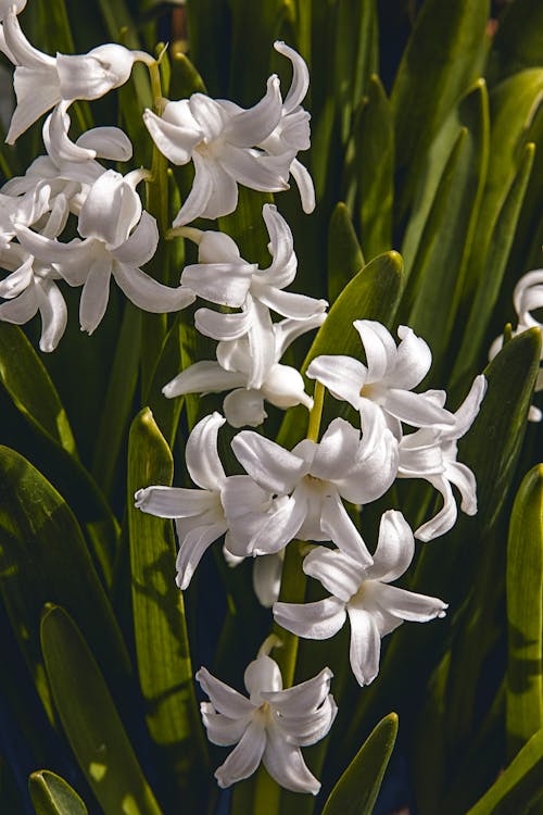 Fotobanka s bezplatnými fotkami na tému biela, biele kvety, farba