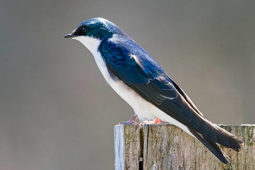 Tree swallow in profile
