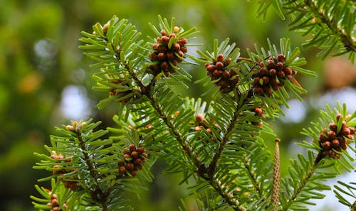 Immagine gratuita di abete, albero, avvicinamento