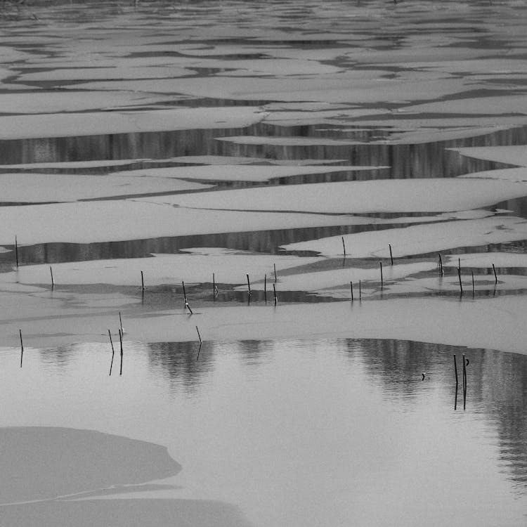 Water On Swamp In Black And White