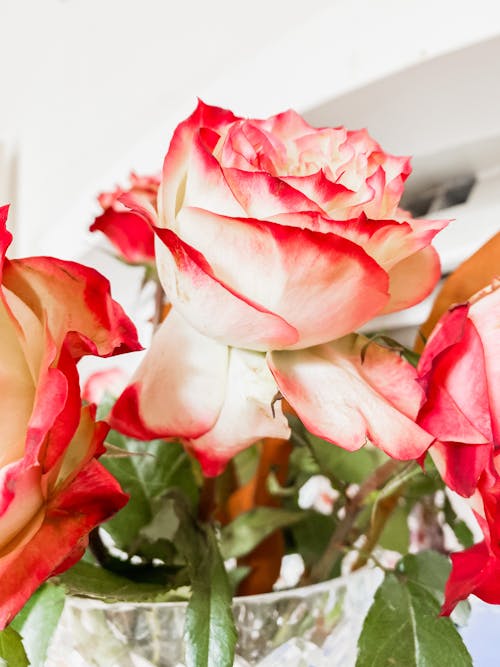 垂直拍攝, 廠, 玫瑰 的 免費圖庫相片