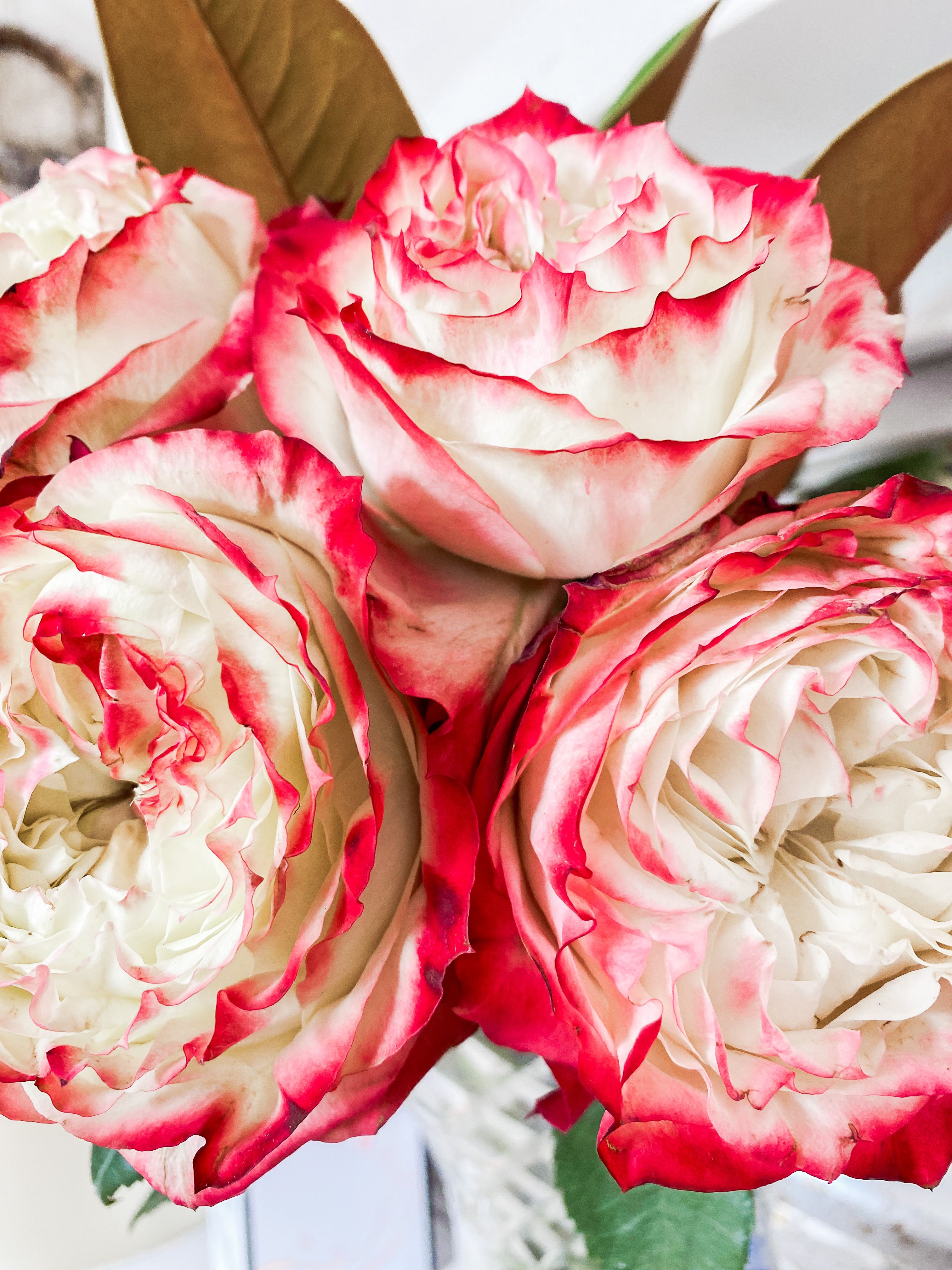 Vibrant close-up of pink and white roses, showcasing natural beauty in a floral arrangement.