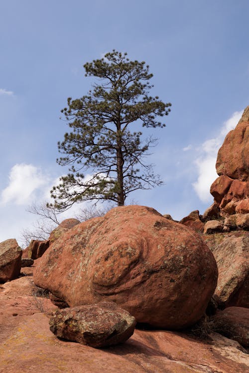 Free A lone tree on a rock in the middle of a field Stock Photo