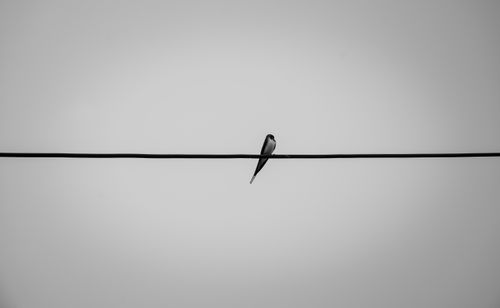 Free A lone swallow perched on a black wire, captured in a minimalist black and white style. Stock Photo