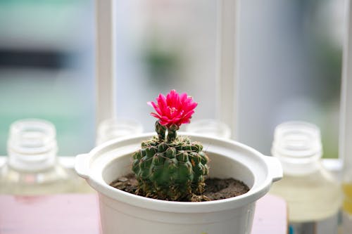 Planta En Maceta De Cactus Con Flores Verdes